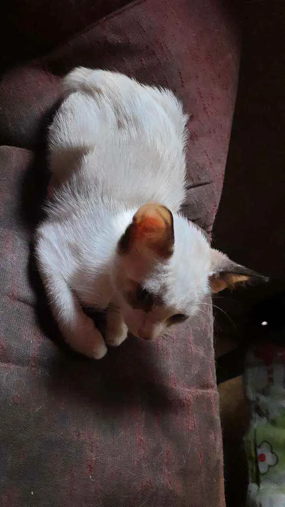 Gato ra a não sei ?? idade 2 a 6 meses nome Panny