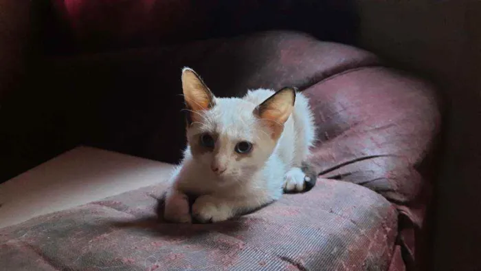 Gato ra a não sei ?? idade 2 a 6 meses nome Panny