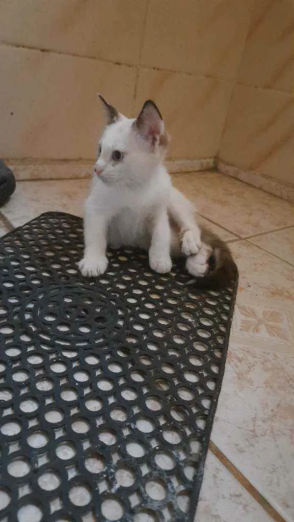Gato ra a não sei ?? idade 2 a 6 meses nome Panny