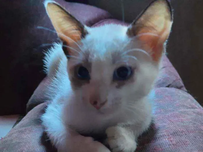 Gato ra a não sei ?? idade 2 a 6 meses nome Panny