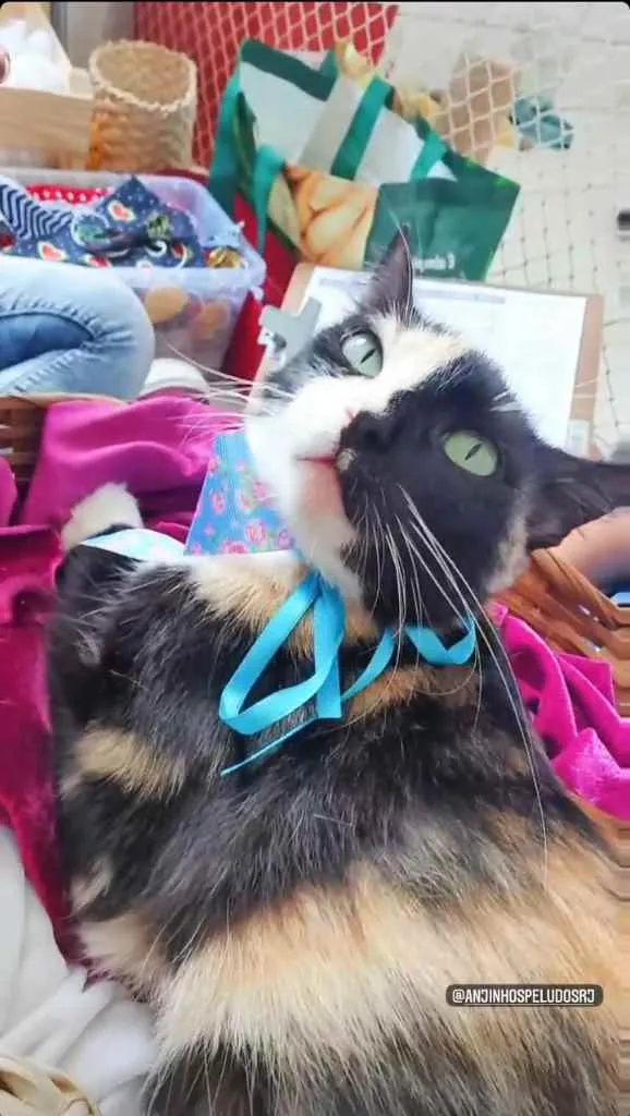 Gato ra a SRD idade 7 a 11 meses nome Laila