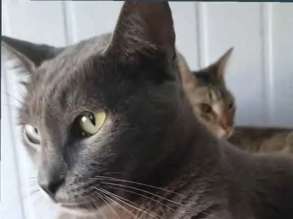 Gato ra a SRD idade 2 anos nome Thor