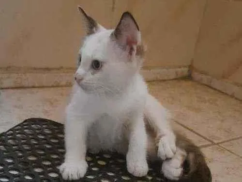 Gato ra a não sei ?? idade 2 a 6 meses nome Panny