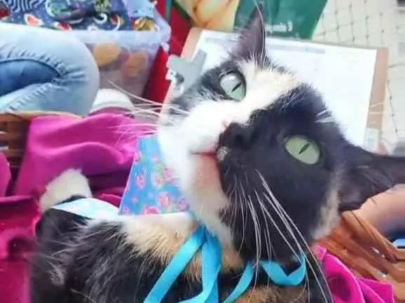 Gato ra a SRD idade 7 a 11 meses nome Laila