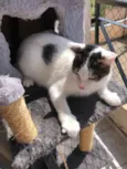 Kóre