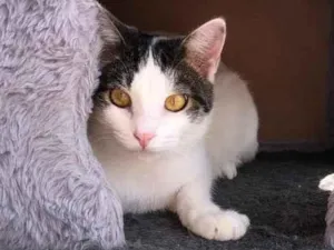 Gato raça SRD idade 1 ano nome Kóre
