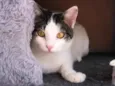 Kóre