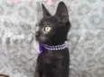 Satine
