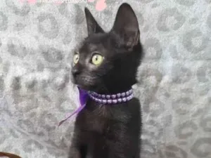 Gato raça SRD idade 2 a 6 meses nome Satine