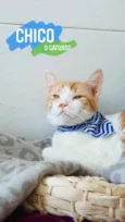Chico