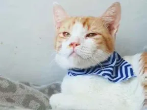 Gato raça SRD idade 2 a 6 meses nome Chico