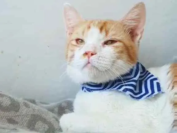 Gato ra a SRD idade 2 a 6 meses nome Chico