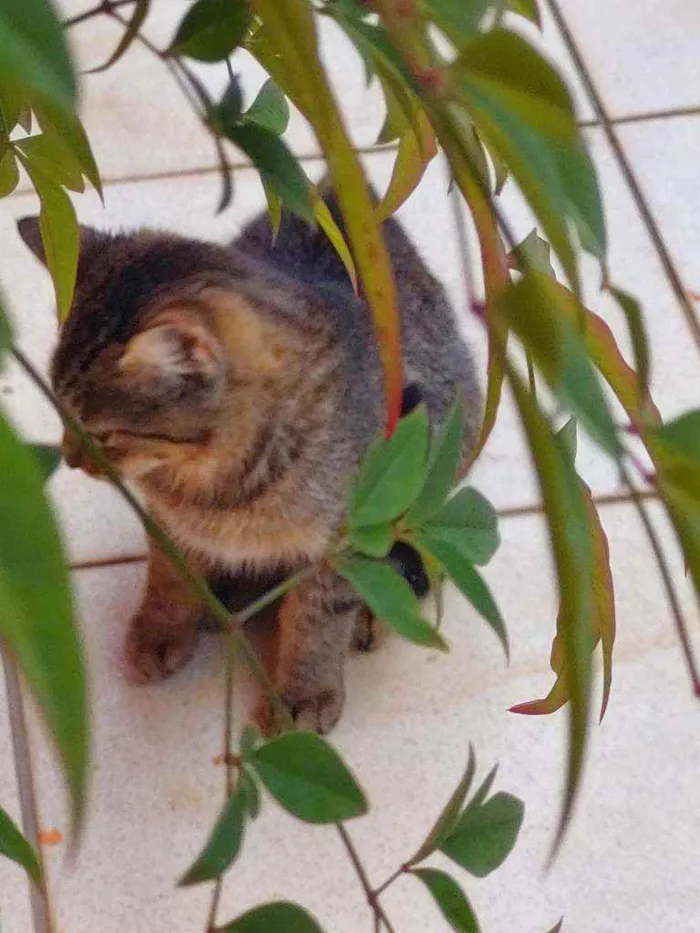 Gato ra a Não definida idade 2 a 6 meses nome LÉO 