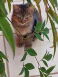LÉO 