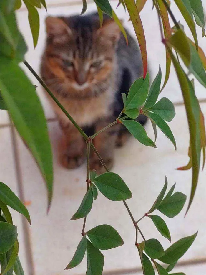 Gato ra a Não definida idade 2 a 6 meses nome LÉO 