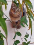 LÉO 
