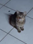 LÉO 