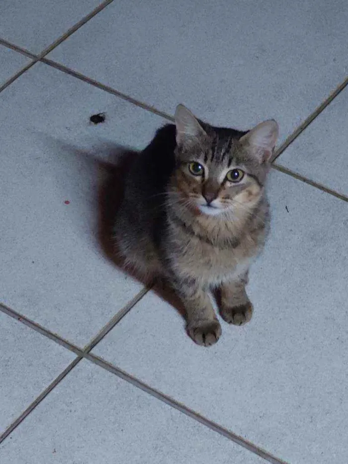 Gato ra a Não definida idade 2 a 6 meses nome LÉO 