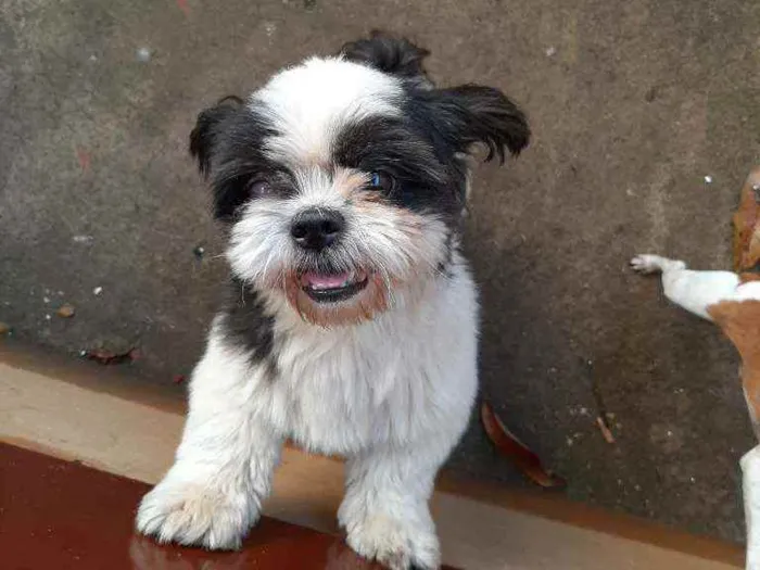 Cachorro ra a Shitzu  idade 7 a 11 meses nome Nick