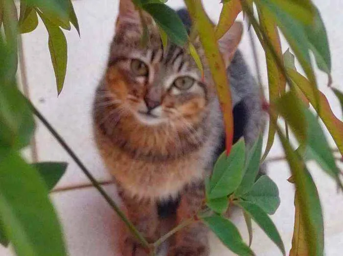 Gato ra a Não definida idade 2 a 6 meses nome LÉO 