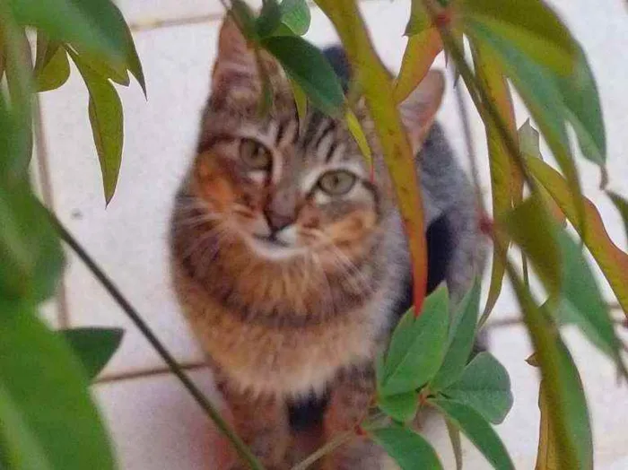 Gato ra a Não definida idade 2 a 6 meses nome LÉO 