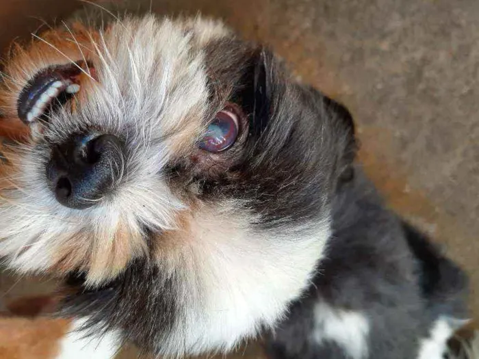 Cachorro ra a Shitzu  idade 7 a 11 meses nome Nick