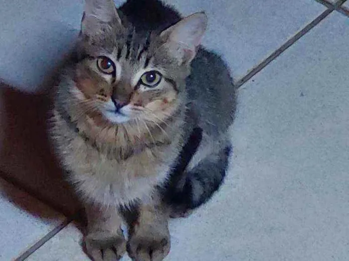 Gato ra a Não definida idade 2 a 6 meses nome LÉO 