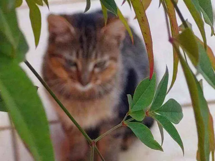 Gato ra a Não definida idade 2 a 6 meses nome LÉO 
