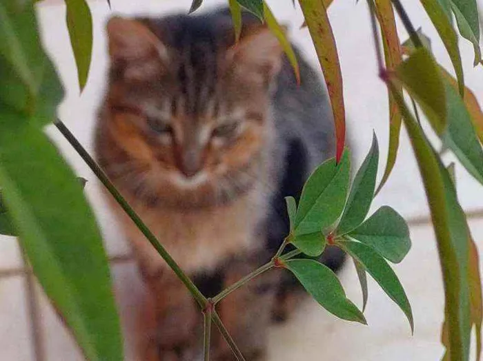 Gato ra a Não definida idade 2 a 6 meses nome LÉO 