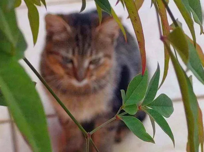 Gato ra a Não definida idade 2 a 6 meses nome LÉO 