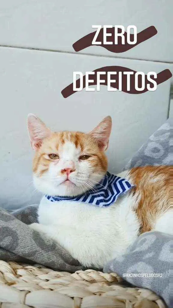 Gato ra a SRD idade 7 a 11 meses nome Amarelo e branco