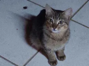 Gato raça Não definida idade 2 a 6 meses nome LÉO 
