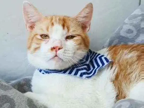 Gato ra a SRD idade 7 a 11 meses nome Amarelo e branco