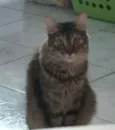 Ritinha