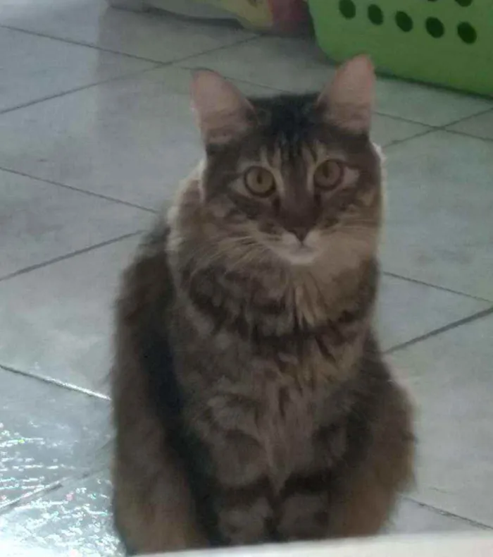 Gato ra a SRD idade 1 ano nome Ritinha