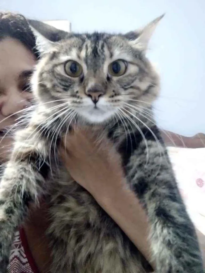 Gato ra a SRD idade 1 ano nome Ritinha