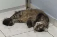Ritinha