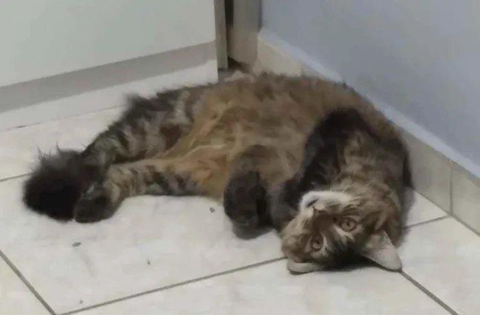 Gato ra a SRD idade 1 ano nome Ritinha