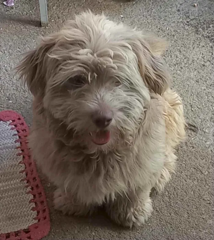 Cachorro ra a Mestiço  idade 1 ano nome Theo 