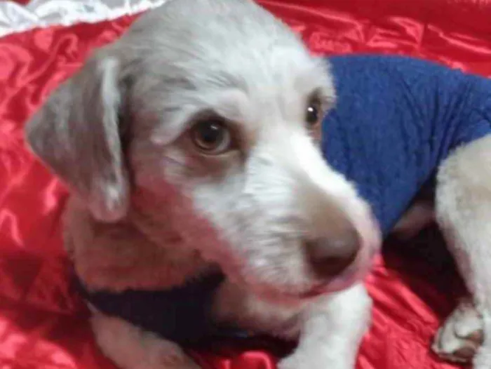 Cachorro ra a Mestiço  idade 1 ano nome Theo 
