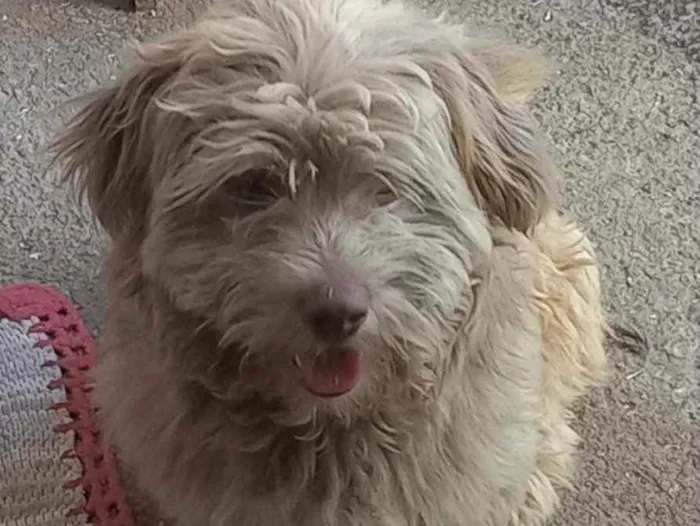 Cachorro ra a Mestiço  idade 1 ano nome Theo 
