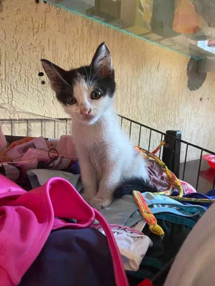 Gato raça Srd idade Abaixo de 2 meses nome Xuxu castrada