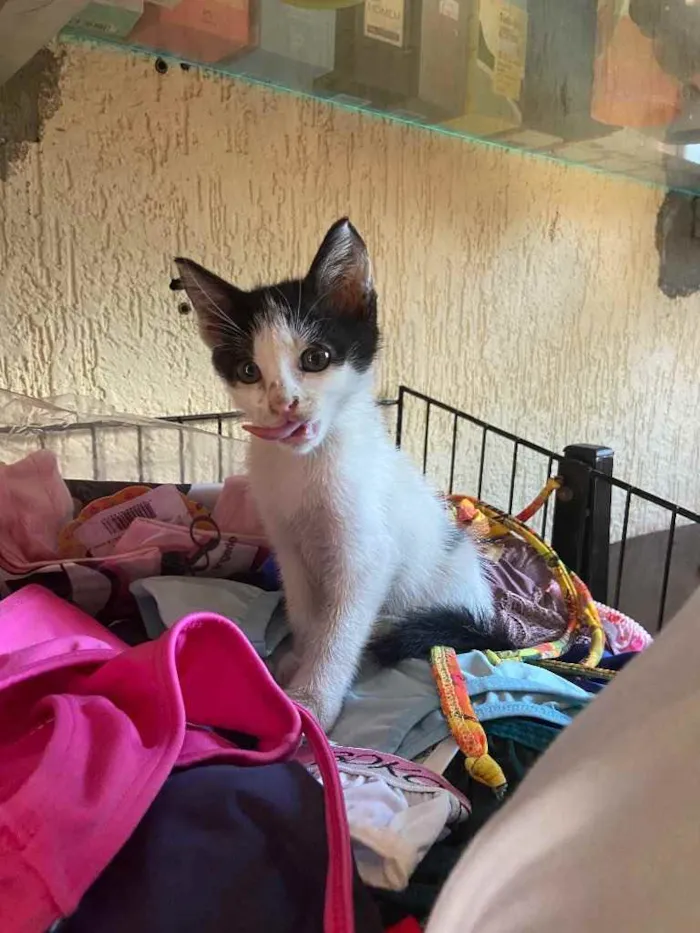 Gato raça Srd idade Abaixo de 2 meses nome Xuxu castrada
