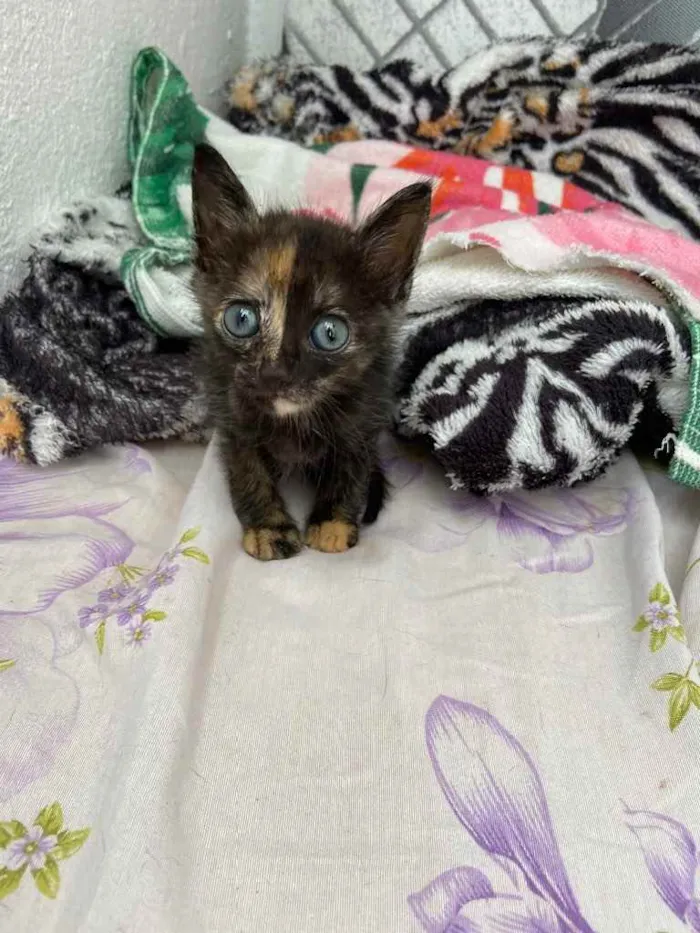 Gato raça Srd idade Abaixo de 2 meses nome Cely castrada