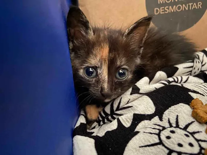 Gato raça Srd idade Abaixo de 2 meses nome Cely castrada