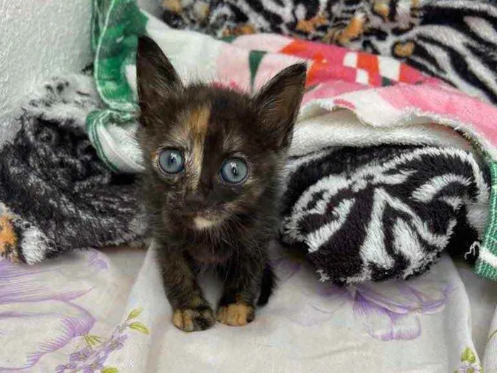 Gato raça Srd idade Abaixo de 2 meses nome Cely castrada