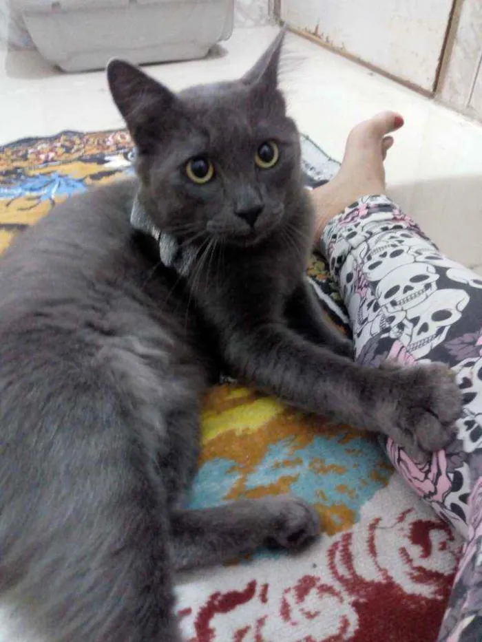 Gato raça Srd idade 1 ano nome Cristian Gray 