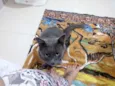 Gato raça Srd idade 1 ano nome Cristian Gray 