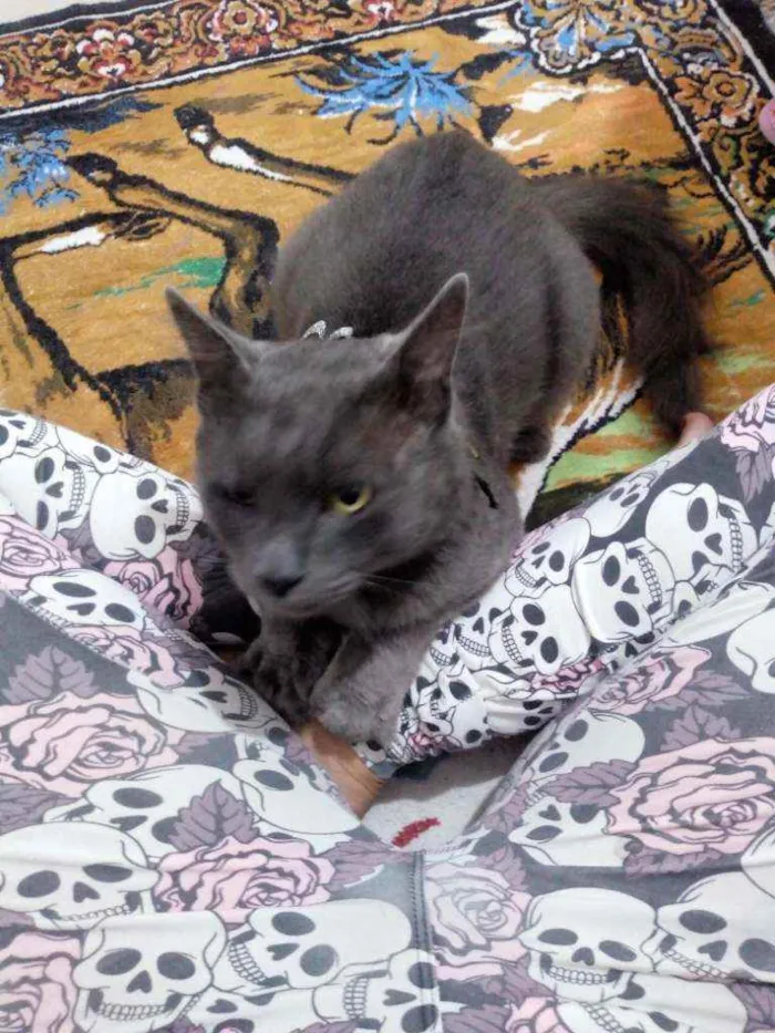 Gato raça Srd idade 1 ano nome Cristian Gray 