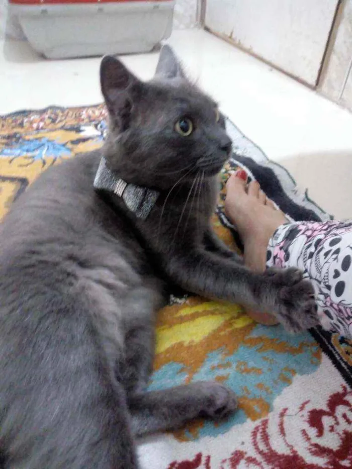 Gato raça Srd idade 1 ano nome Cristian Gray 